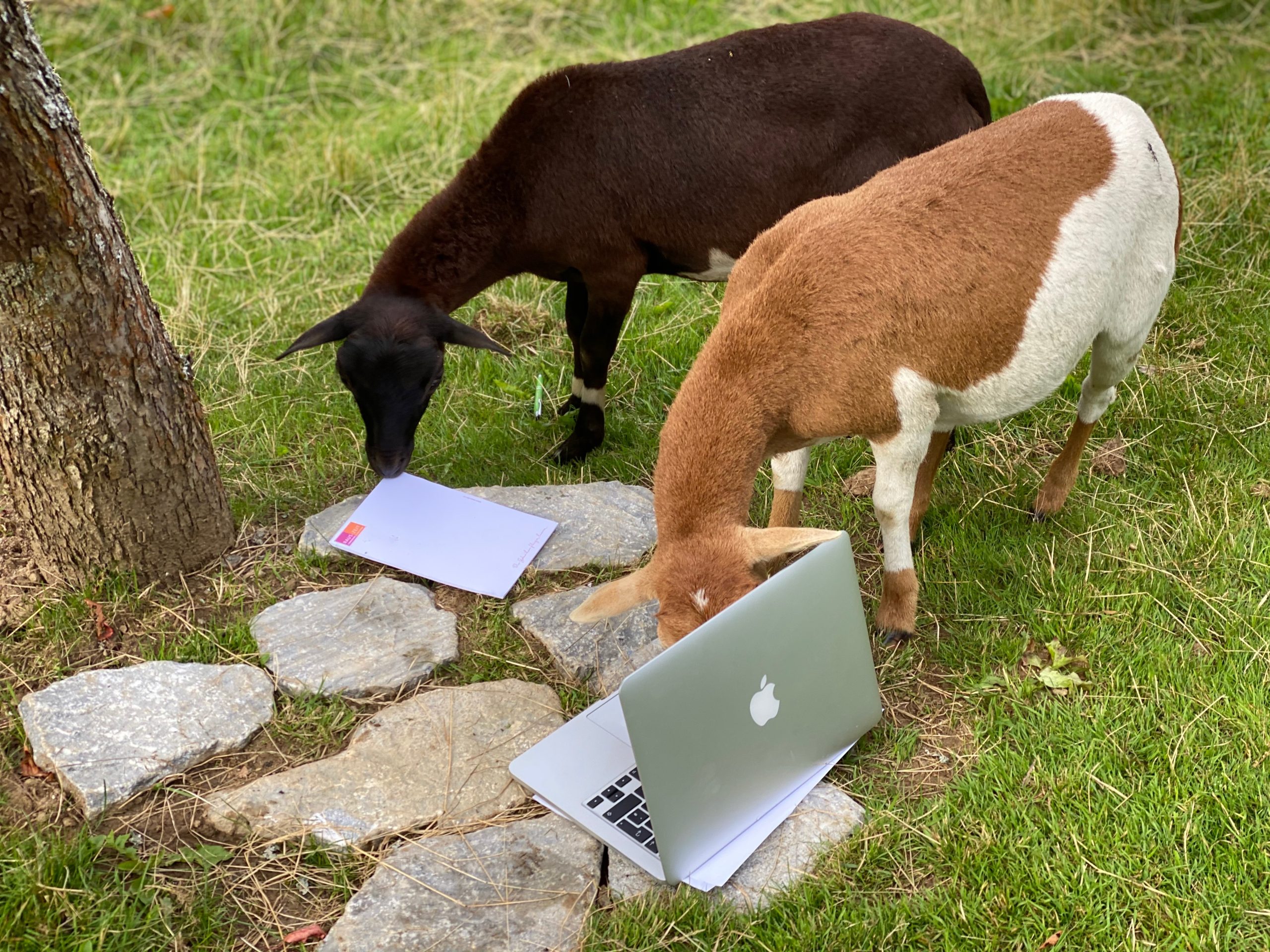 Auch Schafe schreiben Blogs